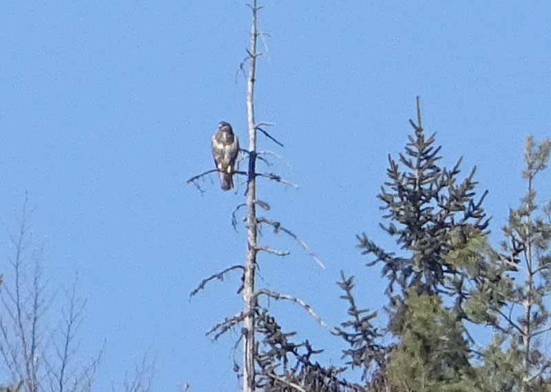 foto brutte 2....Buteo buteo (poiana)